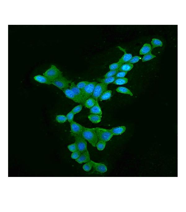 3 - Anti-APOBEC3G Antibody Picoband™ (monoclonal, 6C2) ABO14849