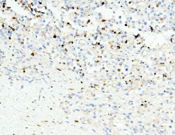 2 - Anti-APOBEC3G Antibody Picoband™ (monoclonal, 6C2) ABO14849
