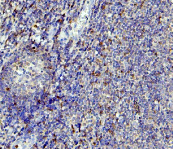 2 - Anti-APOBEC3G Antibody Picoband™ (monoclonal, 6C2) ABO14849