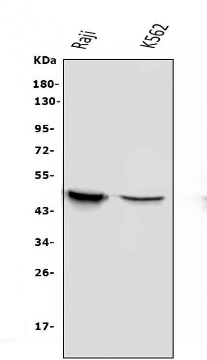 1 - Anti-APOBEC3G Antibody Picoband™ (monoclonal, 6C2) ABO14849