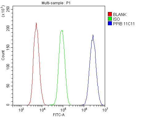 1 - Anti-Cyclophilin B PPIB Antibody Picoband™ (monoclonal, 11C11) ABO14850