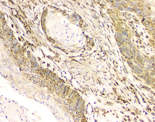 2 - Anti-Cyclophilin B PPIB Antibody Picoband™ (monoclonal, 11C11) ABO14850