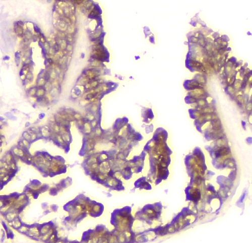 2 - Anti-Cyclophilin B PPIB Antibody Picoband™ (monoclonal, 11C11) ABO14850