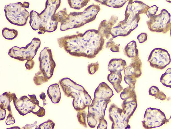 2 - Anti-Cyclophilin B PPIB Antibody Picoband™ (monoclonal, 11C11) ABO14850