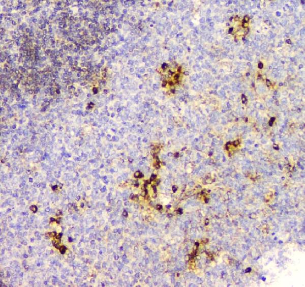 2 - Anti-Cyclophilin B PPIB Antibody Picoband™ (monoclonal, 11C11) ABO14850
