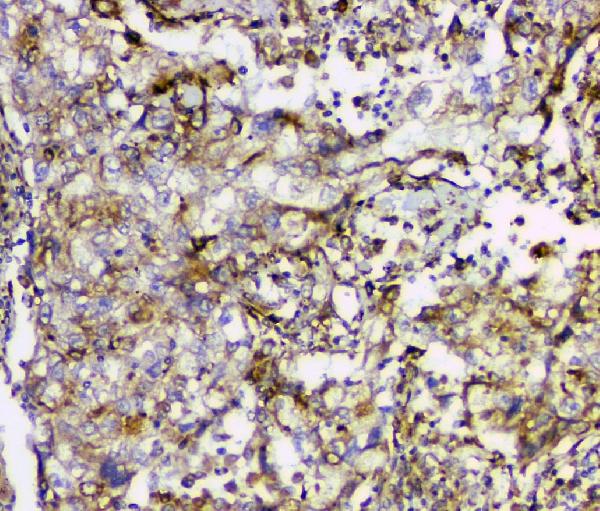 2 - Anti-Cyclophilin B PPIB Antibody Picoband™ (monoclonal, 11C11) ABO14850