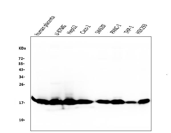 1 - Anti-Cyclophilin B PPIB Antibody Picoband™ (monoclonal, 11C11) ABO14850