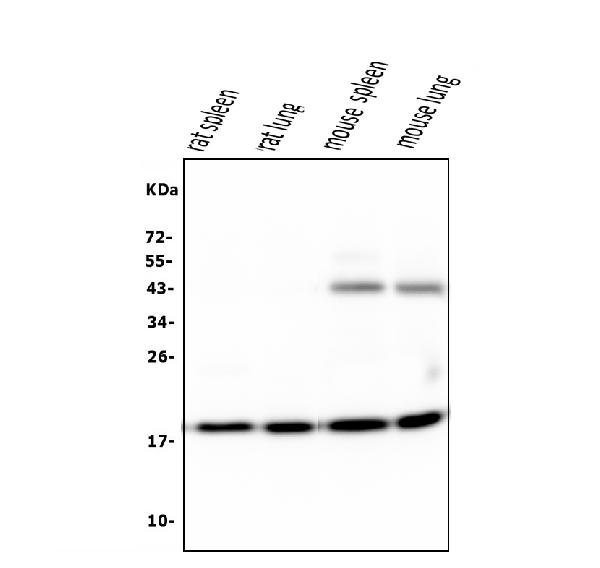 1 - Anti-Cyclophilin B PPIB Antibody Picoband™ (monoclonal, 11C11) ABO14850