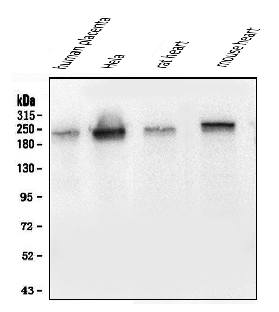 1 - Anti-Collagen III/COL3A1 Antibody Picoband™ (monoclonal, 9H9) ABO14852