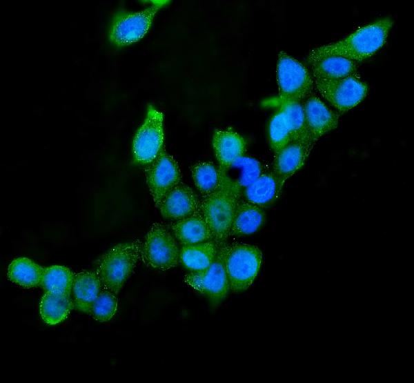 3 - Anti-AIF/AIFM1 Antibody Picoband™ (monoclonal, 2I5) ABO14853