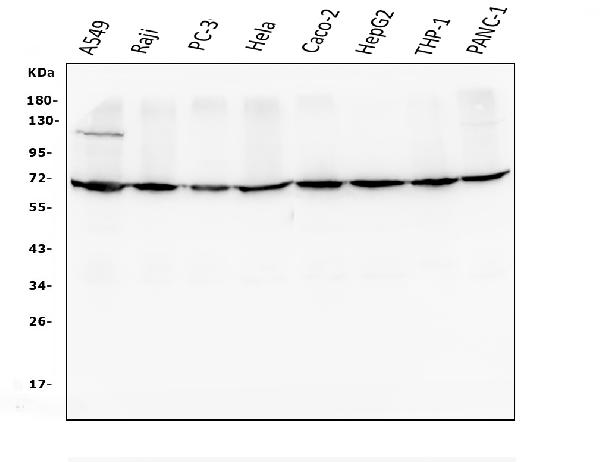 1 - Anti-AIF/AIFM1 Antibody Picoband™ (monoclonal, 2I5) ABO14853
