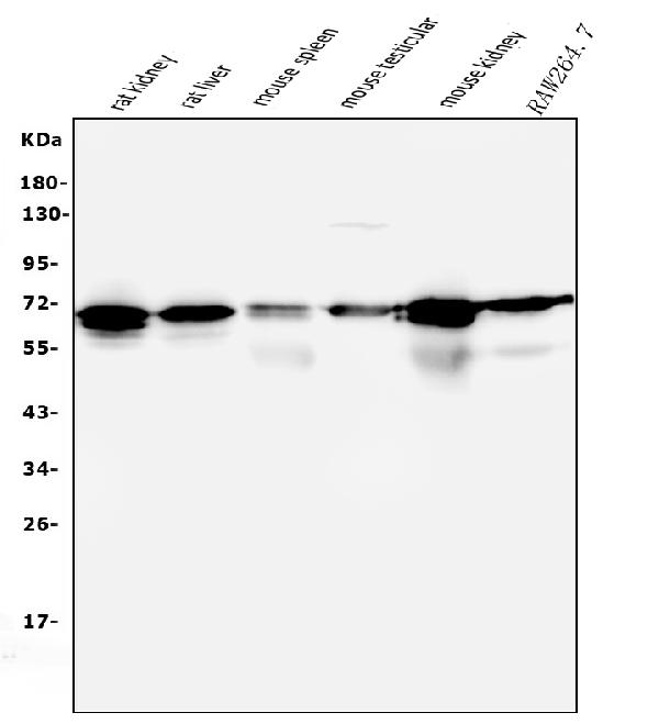 1 - Anti-AIF/AIFM1 Antibody Picoband™ (monoclonal, 2I5) ABO14853