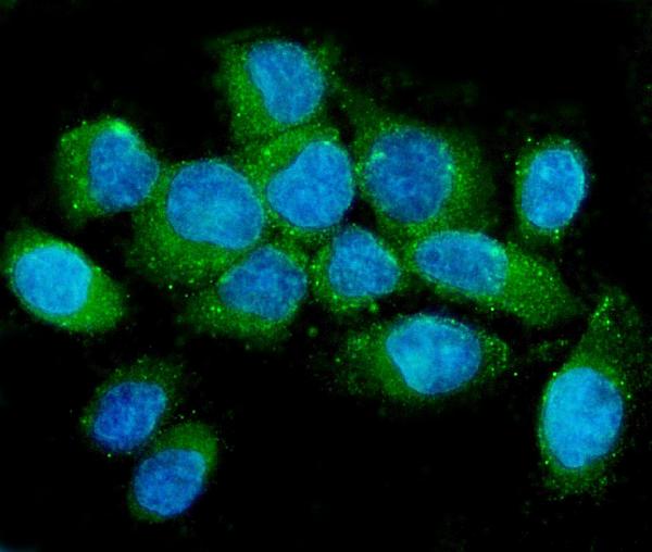 3 - Anti-NMI Antibody Picoband™ (monoclonal, 2F3) ABO14854