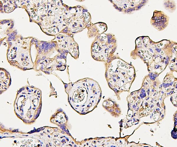2 - Anti-NMI Antibody Picoband™ (monoclonal, 2F3) ABO14854