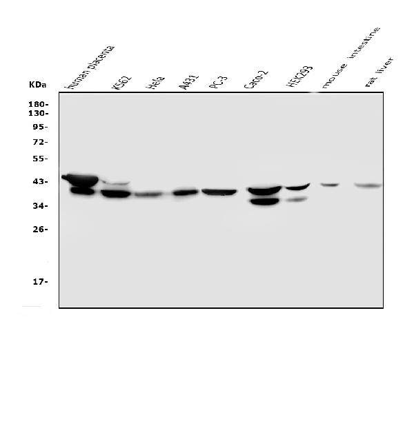 1 - Anti-NMI Antibody Picoband™ (monoclonal, 2F3) ABO14854