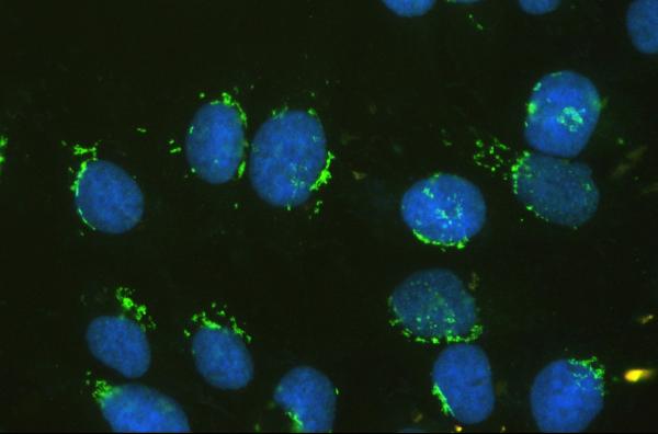 3 - Anti-GM130 GOLGA2 Antibody Picoband™ (monoclonal, 6D4) ABO14855