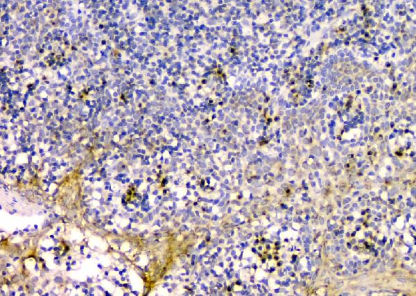 2 - Anti-GM130 GOLGA2 Antibody Picoband™ (monoclonal, 6D4) ABO14855