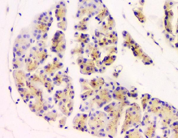 2 - Anti-GM130 GOLGA2 Antibody Picoband™ (monoclonal, 6D4) ABO14855