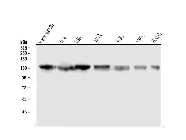 1 - Anti-GM130 GOLGA2 Antibody Picoband™ (monoclonal, 6D4) ABO14855