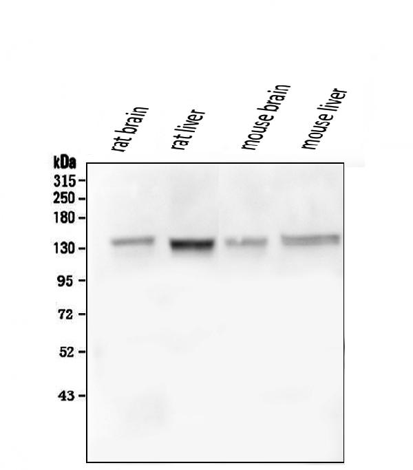 1 - Anti-GM130 GOLGA2 Antibody Picoband™ (monoclonal, 6D4) ABO14855