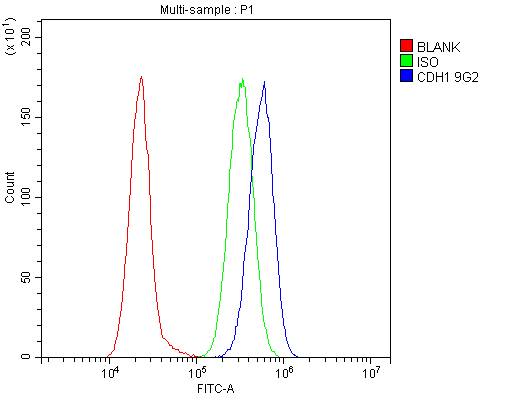 1 - Anti-E Cadherin 1 CDH1 Antibody Picoband™ (monoclonal, 9G2) ABO14856