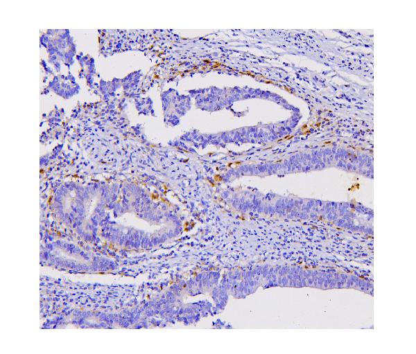 2 - Anti-STAT1 Antibody Picoband™ (monoclonal, 12C7) ABO14857