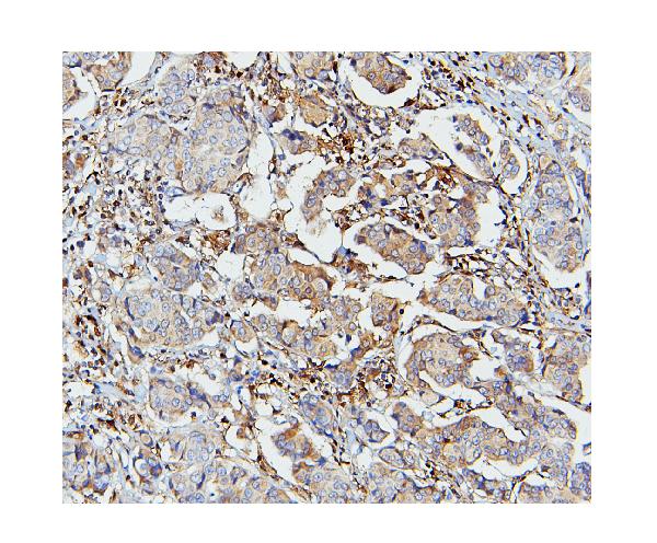2 - Anti-STAT1 Antibody Picoband™ (monoclonal, 12C7) ABO14857