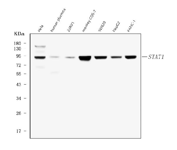 1 - Anti-STAT1 Antibody Picoband™ (monoclonal, 12C7) ABO14857