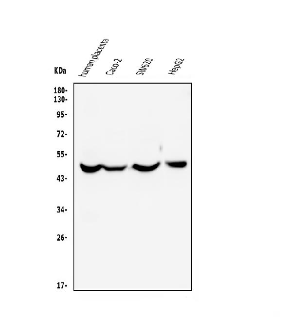 1 - Anti-EDNRB Antibody Picoband™ (monoclonal, 15C3) ABO14858
