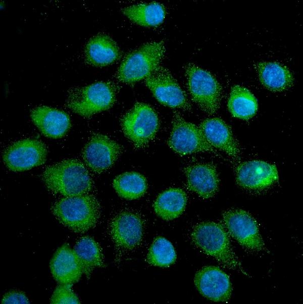 3 - Anti-SLC2A1 Antibody Picoband™ (monoclonal, 10C10) ABO14859