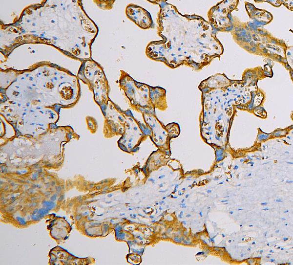 2 - Anti-SLC2A1 Antibody Picoband™ (monoclonal, 10C10) ABO14859