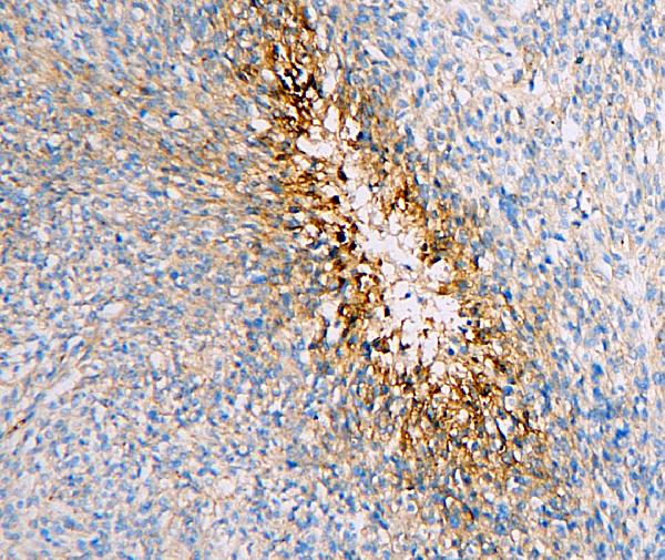 2 - Anti-SLC2A1 Antibody Picoband™ (monoclonal, 10C10) ABO14859