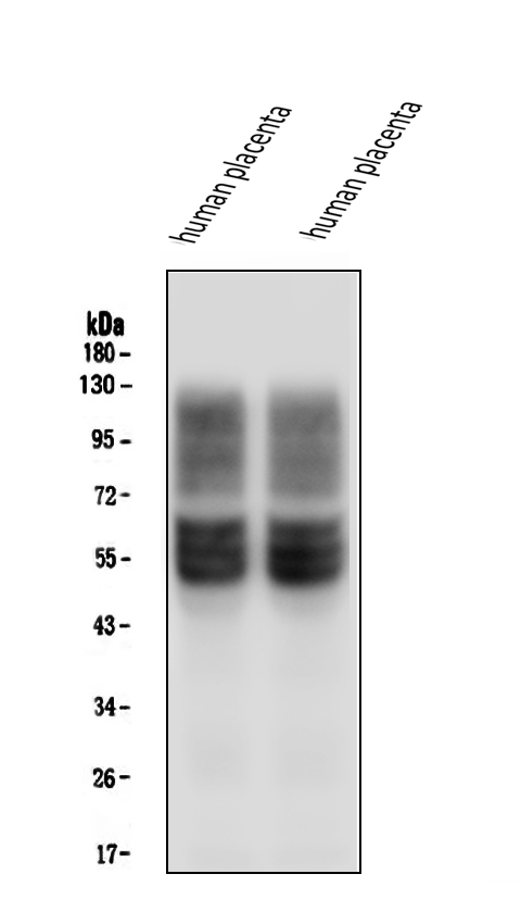 1 - Anti-SLC2A1 Antibody Picoband™ (monoclonal, 10C10) ABO14859