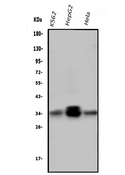 1 - Anti-PPT1 Antibody Picoband™ (monoclonal, 10F3) ABO14860
