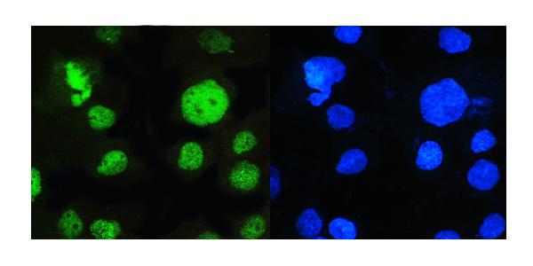 3 - Anti-MED15 Antibody Picoband™ (monoclonal, 6F4) ABO14861
