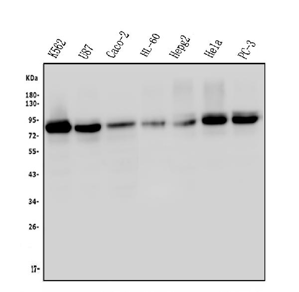 1 - Anti-MED15 Antibody Picoband™ (monoclonal, 6F4) ABO14861