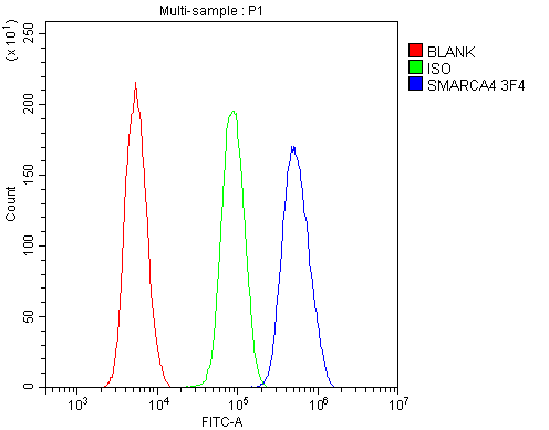 1 - Anti-BRG1 SMARCA4 Antibody Picoband™ (monoclonal, 3F4) ABO14862