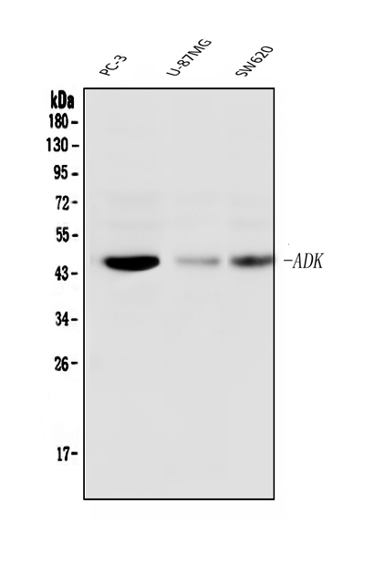 1 - Anti-ADK Antibody Picoband™ (monoclonal, 7F4) ABO14863
