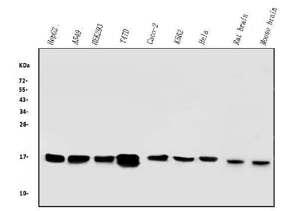 1 - Anti-COX IV COX4I1 Antibody Picoband™ (monoclonal, 4G11) ABO14864