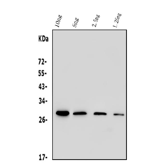 1 - Anti-His Tag Antibody Picoband™ (monoclonal, 19b10) ABO14865