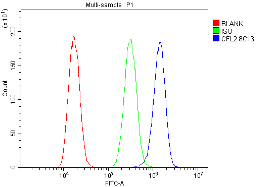 1 - Anti-Cofilin 2/CFL2 Antibody Picoband™ (monoclonal, 8C13) ABO14866