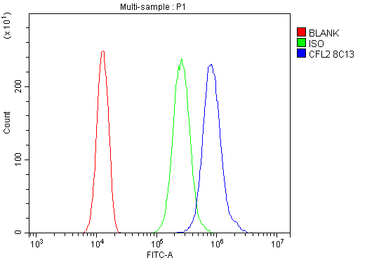 1 - Anti-Cofilin 2/CFL2 Antibody Picoband™ (monoclonal, 8C13) ABO14866
