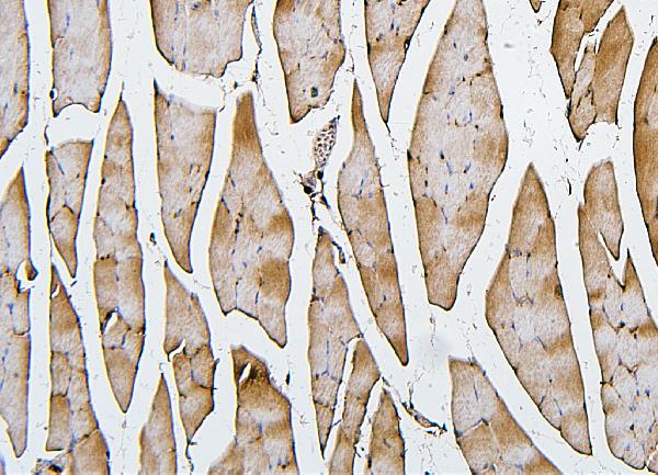 2 - Anti-Cofilin 2/CFL2 Antibody Picoband™ (monoclonal, 8C13) ABO14866