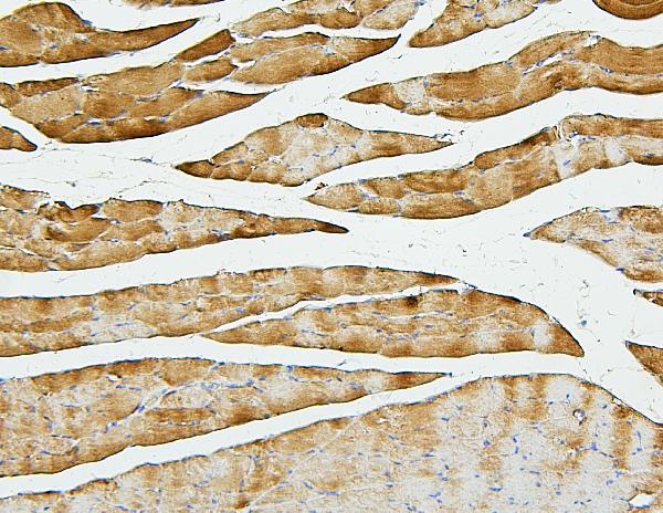 2 - Anti-Cofilin 2/CFL2 Antibody Picoband™ (monoclonal, 8C13) ABO14866
