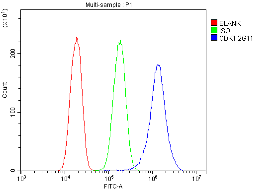 1 - Anti-CDK1 Antibody Picoband™ (monoclonal, 2G11) ABO14867