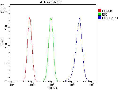 1 - Anti-CDK1 Antibody Picoband™ (monoclonal, 2G11) ABO14867