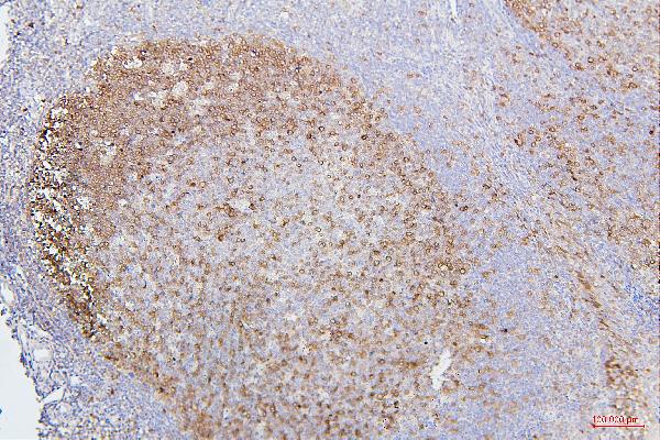 2 - Anti-CDK1 Antibody Picoband™ (monoclonal, 2G11) ABO14867
