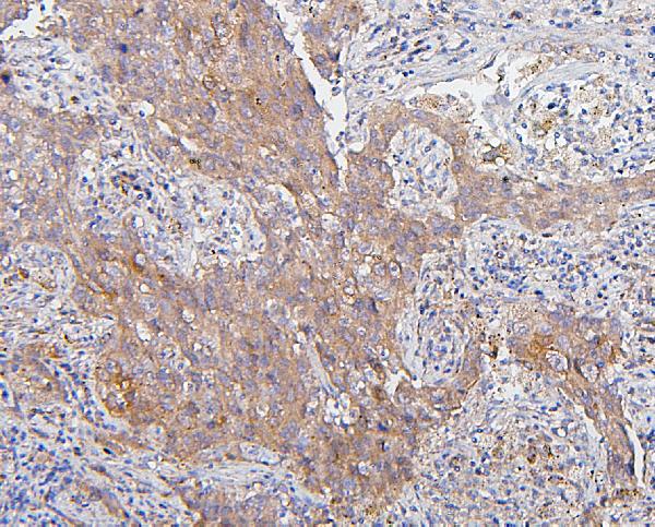 2 - Anti-CDK1 Antibody Picoband™ (monoclonal, 2G11) ABO14867