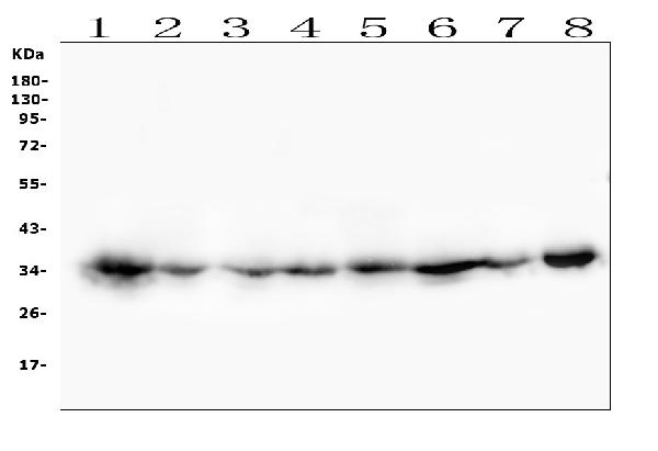 1 - Anti-CDK1 Antibody Picoband™ (monoclonal, 2G11) ABO14867