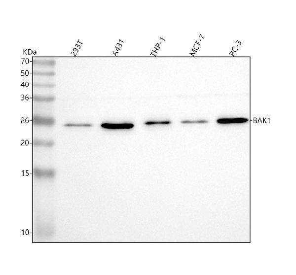 1 - Anti-BAK/BAK1 Antibody Picoband™ (monoclonal, 4C2) ABO14868